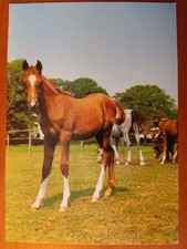 Postkarte 3005 nicht gelaufen, Pferde, Ansichtskarte, Sammlung