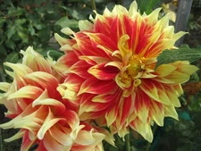1  BODACIOUS Giant Dinner Plate Dahlia Flower Bulb Tuber Cluster LARGE PERENNIAL