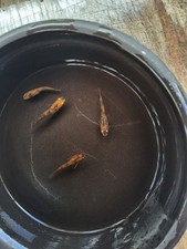 4 Red Tiger Medaka Japanese Rice Fish