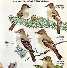 Western Empidonax Flycatchers Varieties 1966 Color Bird Art Print Nature ADBN1p
