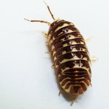 Isopod Factory 25 Armadillidium Maculatum Chocolate Zebra Bioactive Clean Up