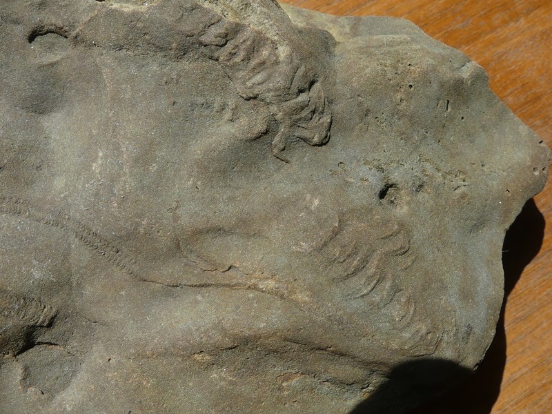 Ichnofossil Trilobite Track Slab 250305