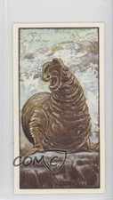 1979 Bassett Living Creatures of our World Northern Elephant Seal #42 0kb5