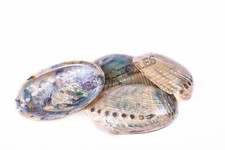 Green Abalone Sea Shell BOTH Side Polished Beach Craft 5" - 6" (4 pcs) #JC-66