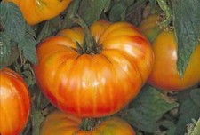 Tomato Pineapple Hawaiian  250 seeds