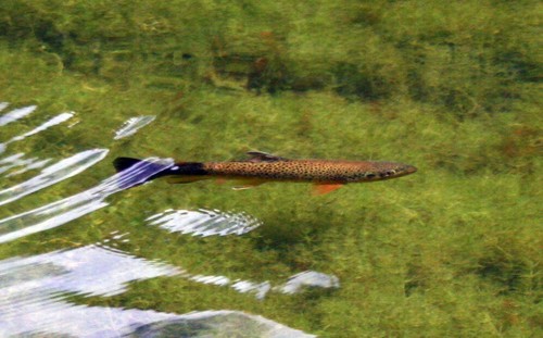 Eistüte Nymphen Chironomid Holo Purple - Premium Forelle Fliegenfischen Fliegen - Bild 8 von 24