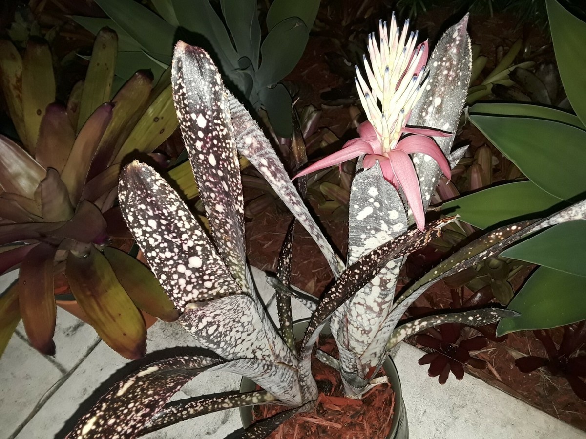 Billbergia NOVENA Bromeliad one tropical plant *TALL* | eBay