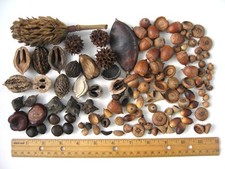Dried Botanical Seed Pod Lot Acorn Caps Butternut Devil Nuts Botany Specimen Mix