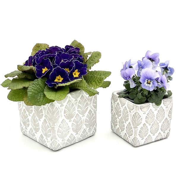Blumentopf ÜBertopf Pflanztopf Pflanzschale Quadratisch Beton Topf KüBel 018 Set-image