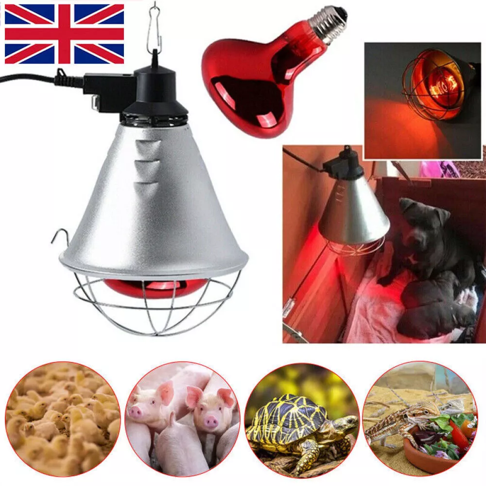 250w red heat lamp bulb deals