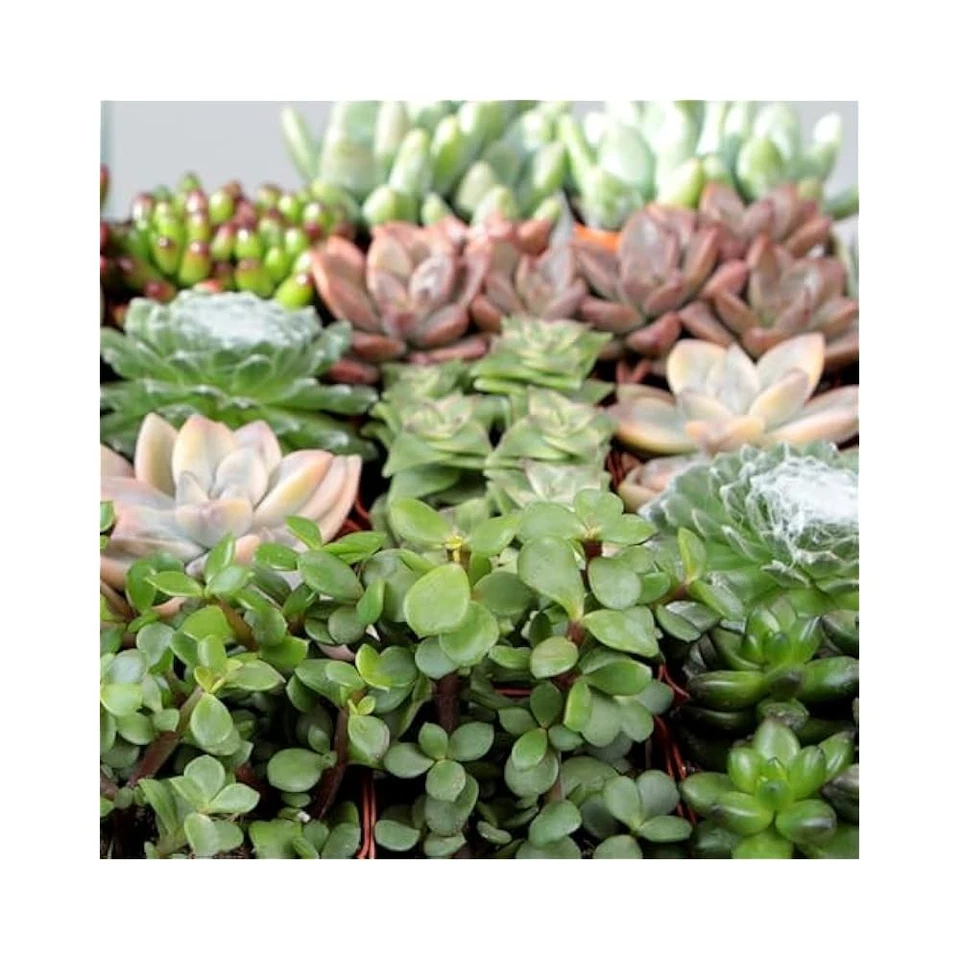 Live Succulent Plants 20 Pack - Assorted Potted Indoor Plants in Planter Pots - Image 3 of 4