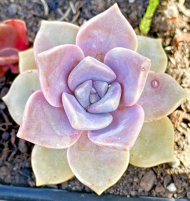 Rare Live Succulent Graptopetalum Purple Delight Fully Rooted Plant 2-Inch  | eBay