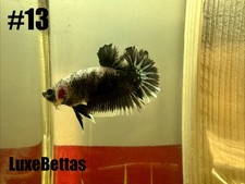 Live Betta Black Samurai HMPK Male Halfmoon Plakat Premium Quality USA Ship 13