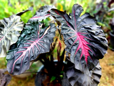 Colocasia Inferno Falls esculenta species RARE New HB Elephant ear + Phyto  | eBay.de
