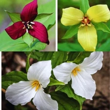 Trillium Mixed ( Trillium erect) | Bulbs