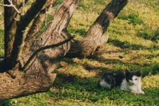 Black White Cat Resting Grass Trees Outdoor Peaceful Pet Portrait Yard