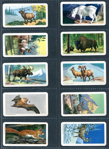 BROOKE BOND CANADA 1962 SET OF 48 "ANIMALS OF NORTH AMERICA" ROLLAND TEA CARDS - Picture 7 of 10