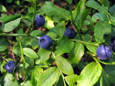 Foto 6x4 reife Heidelbeeren, Dipton Wood Dilston schwer zu pflücken aber gut würzt c2009