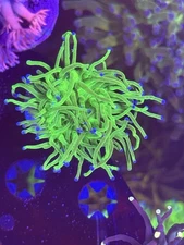 Green Todd  Torch single WYSIWYG Live coral frag Lps Sps