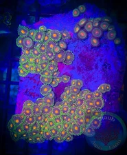 SAF~ 3 x 3. 5 Inch Zoanthid Coral Colony, “WYSIWYG” Paly, Zoa, Zoanthid