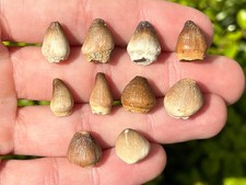 Fossil Globidens Mosasaur Teeth LOT OF 10 Dinosaur Tooth Morocco Cretaceous