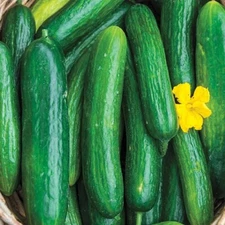 Beit Alpha Cucumber (Burpless), NON-GMO, ORGANIC, HEIRLOOM - Free Shipping!