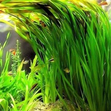 BUY 2 GET 1 FREE Jungle Vallisneria Americana 2 Plants Aquarium Plants