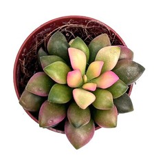 Anacampseros Rufescens ‘Sunrise’ Sand Rose unusual succulent plant in 5 cm pot