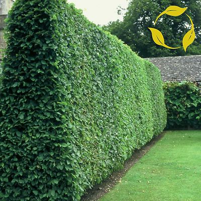 PRIVET Ligustrum Vulgare 20,50,100 SEEDS | eBay
