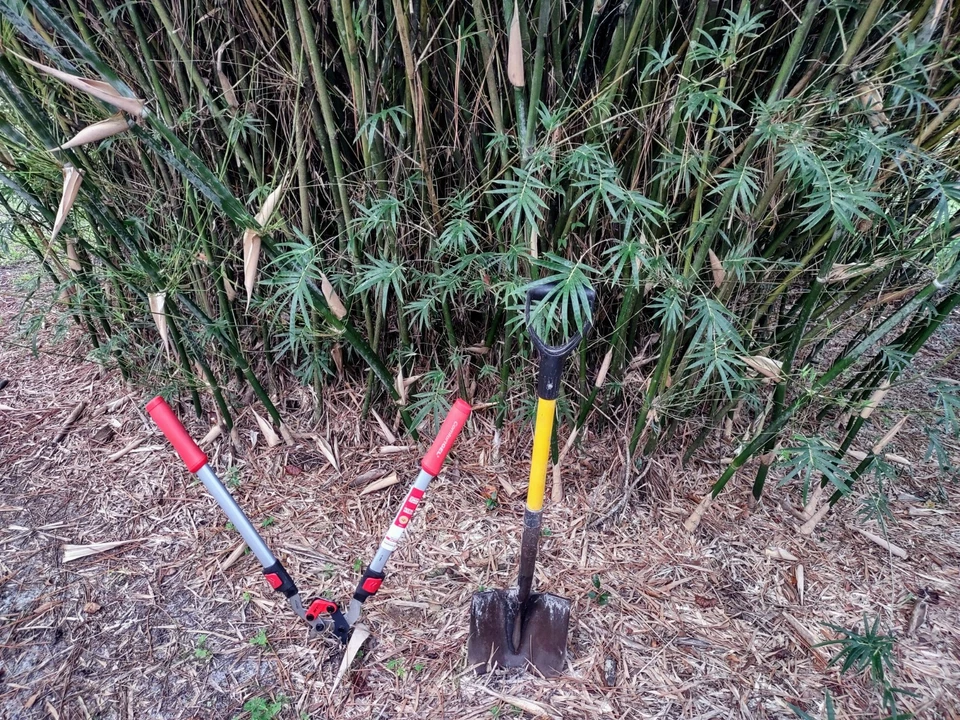 Bambusa multiplex - Green Hedge Clumping Bamboo - Start, One Rooted Cutting - Image 4 of 4