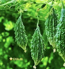 6 Fresh Bangladeshi Bitter Gourd Karela Seeds Korola Bici Corola Seeds Karala