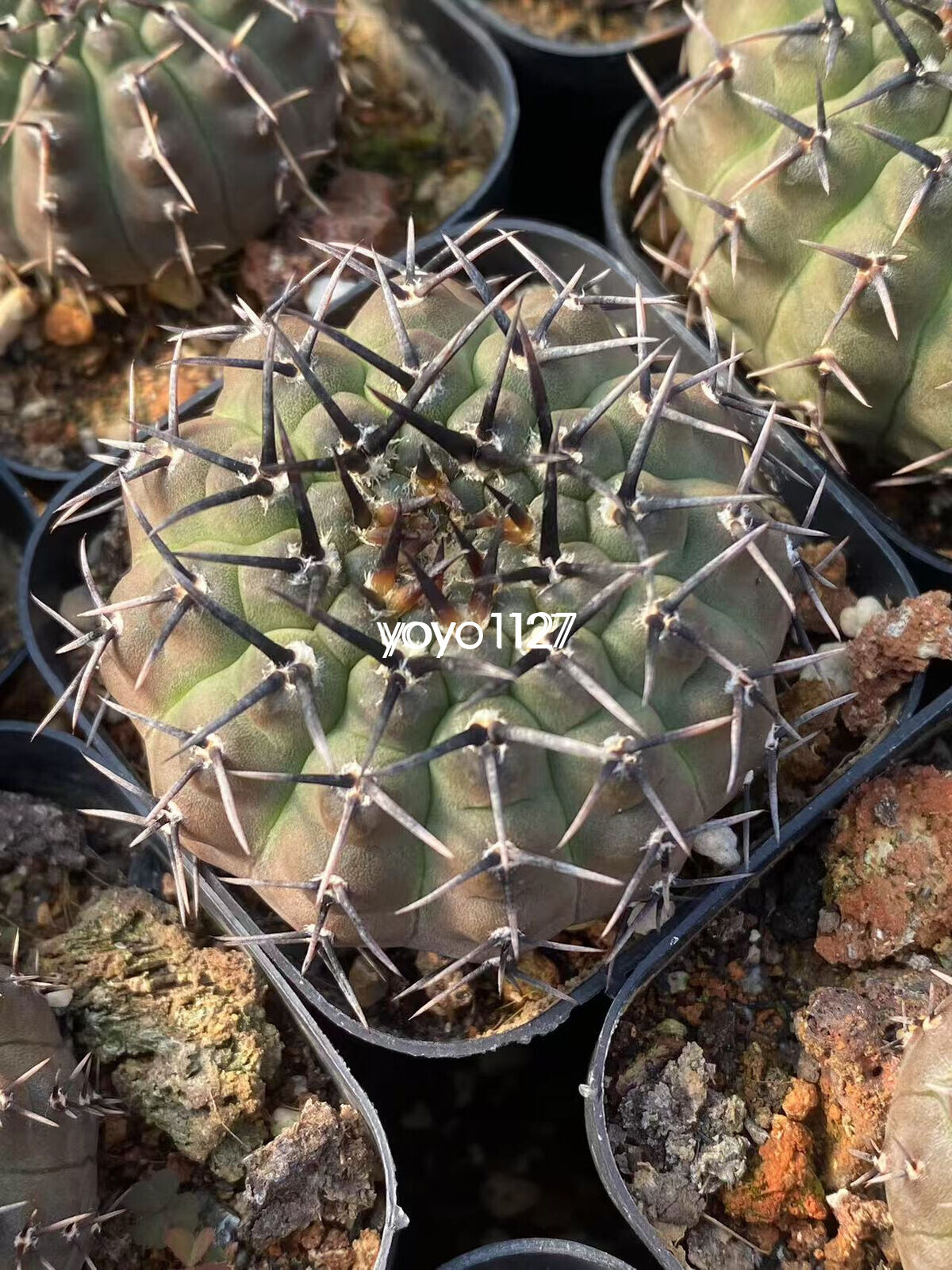 2pcs Gymnocalycium bodenbenderianum Beautiful Cactus Succulent Plant 4-5cm