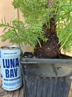 20+Y/O Rescue•Coast Redwood Tree Huge Burl (My BIGGEST!) From Seed NorCal Coast — photo 6