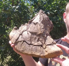 Triceratops Beak Section Dinosaur Fossil Bone Hell Creek Formation - Cretaceous