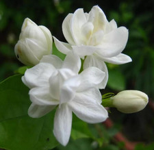 200 Climbing Jasmine Flower Seeds for Planting Fragrant Plant Seeds Non-Gmo