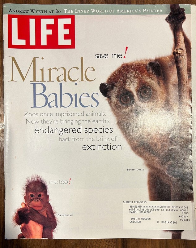 Life Magazine March 1997 Pygmy Loris Orangutan Endangered Species / Andrew Wyeth