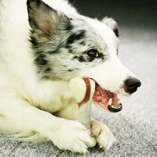 Tikaton Dog Chew Toys Durable Nylon Dog Teething Chew Toys Meat Bones 4 Flavors