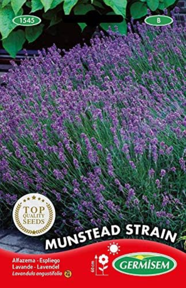 Alfazema Munstead Strain Semi 0.5 g