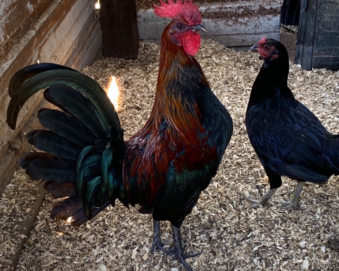 1 Dozen Magnolia State Gamefowl Hatching Eggs. Kelso,Boston,Grey,Hatch