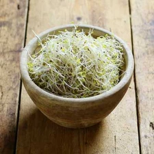 Sprouting Seeds Organic Alfalfa Seed USA Product 8oz 100,000 seed Great Taste  