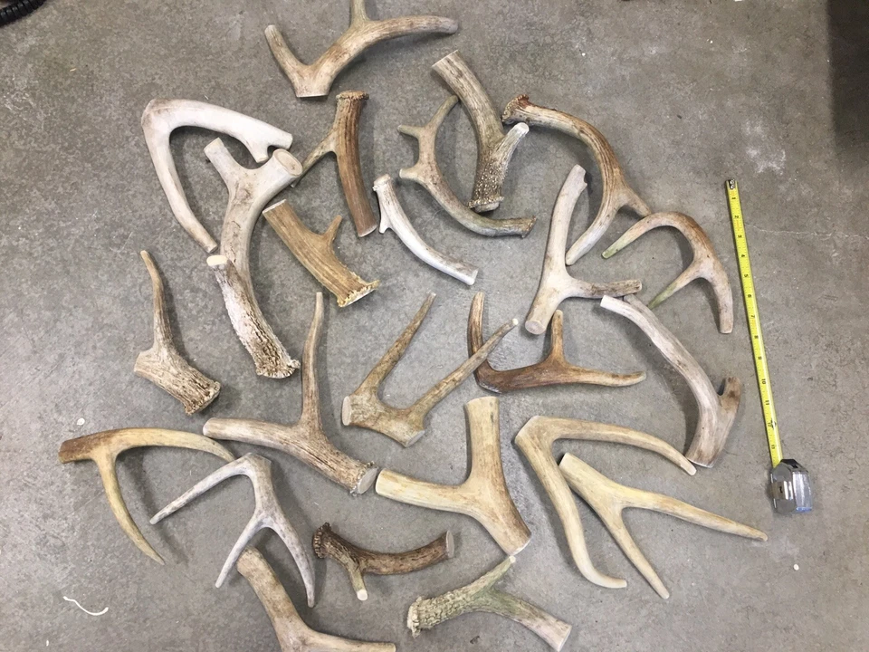 1 libra masticable barato ciervo y alce cuerno perro masticable mezcla-M/L LOTE tenedor a granel grande OFERTA Foto 4 de 4