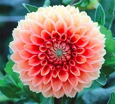 Cornel Bronze Dahlia - 5 Gallon Size Bare Root Tuber - Rich Bronze Blooms for...