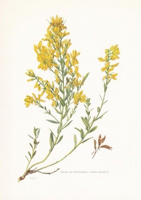1960 DYER'S GREENWEED Druck - Botanische Kunst - Vintage Pflanze - 7,5 x 10,6 Zoll