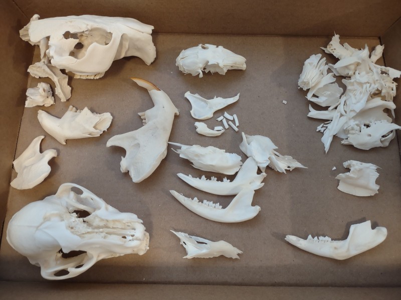 Lot Of Damaged Craft Grade Skulls Beaver Hare Raccoon Opossum Taxidermy Oddity