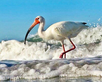 White Ibis Bird Photography, Florida Photography, Florida Birds, Beach Decor