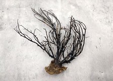 Black Sea Fan Coral Rough Dried 1 fan approx. 6 in. Sea fan branch for art
