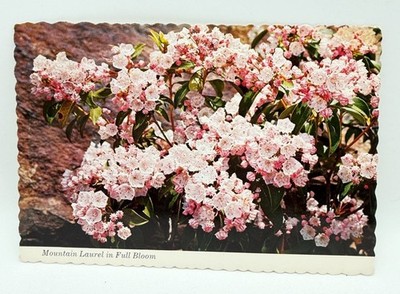 Vintage Postcard Great Smoky Mountains National Park Mountain Laurel Flowers