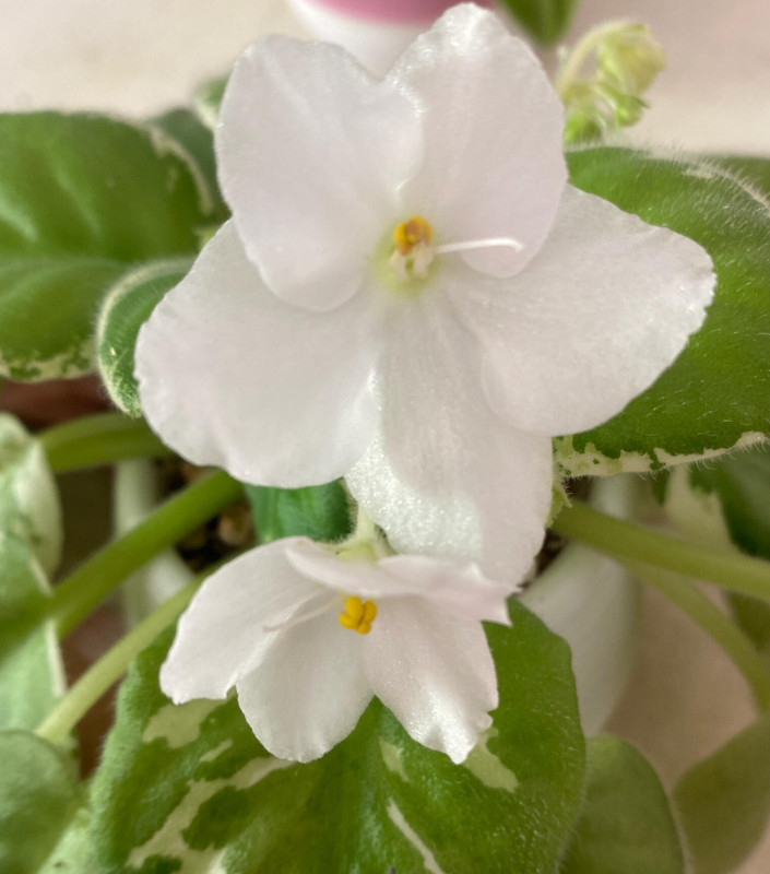 African Violet Plant ~ Jersey Snow Flakes