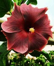 🌺🌺 MADAGASCAR hibiscus MOSCHEUTOS mallow Malvaceae STARTER Live PLANT US ship