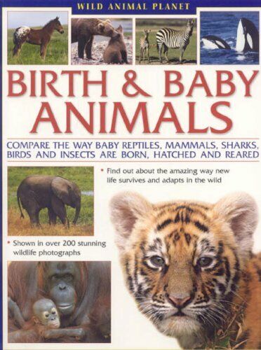 Birth and Baby Animals: Compare the Way Reptil... by Chinery, Michael  1844765989 9781844765980 | eBay